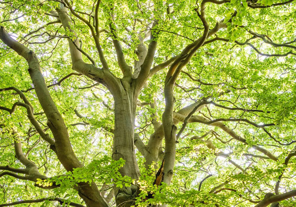 Boompje planten