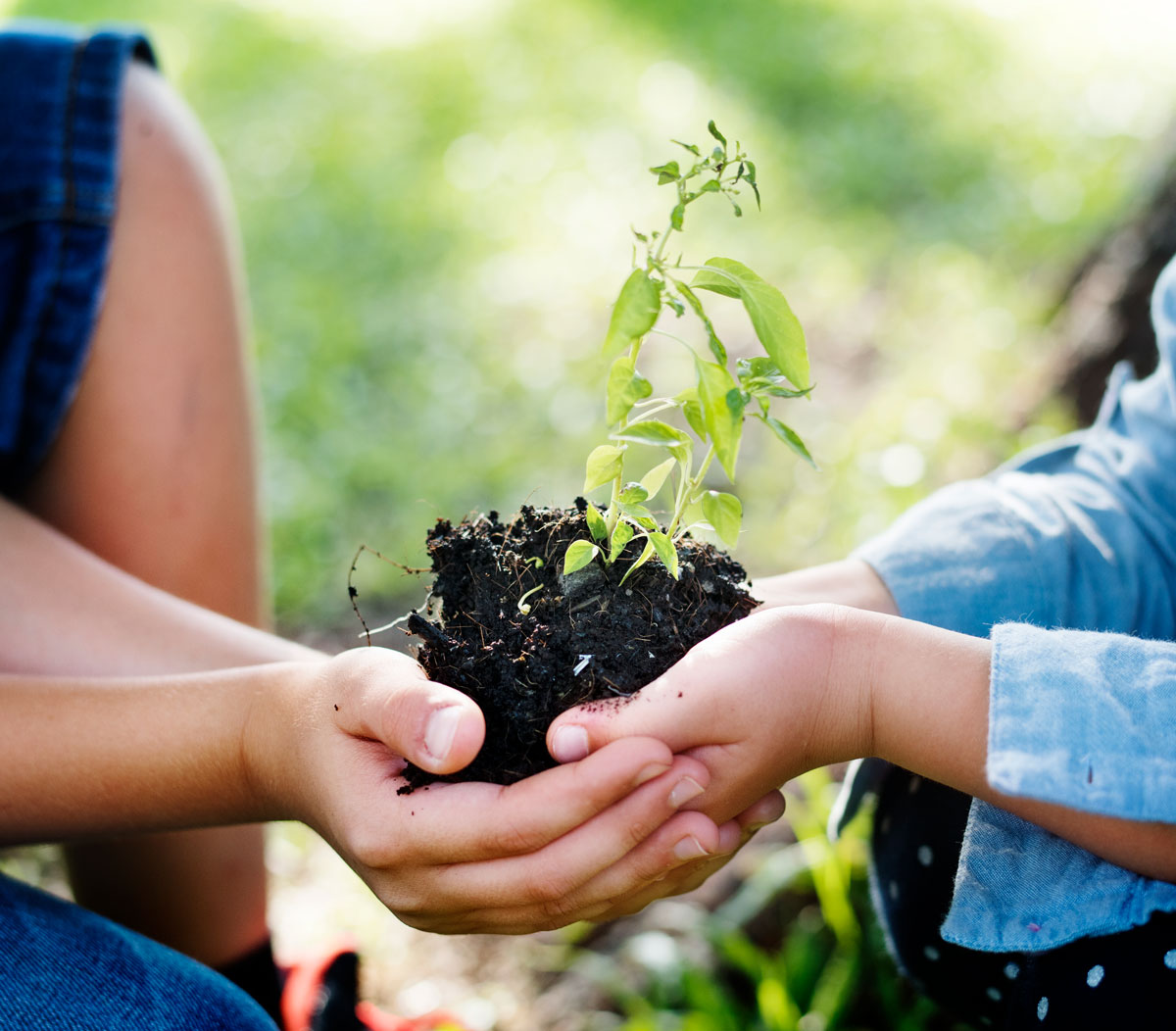 Samen een boom planten