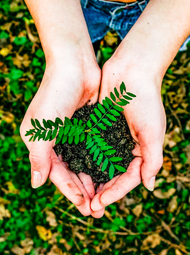 Plant een boom met een SMS of doe het zelf bij Boompje Planten