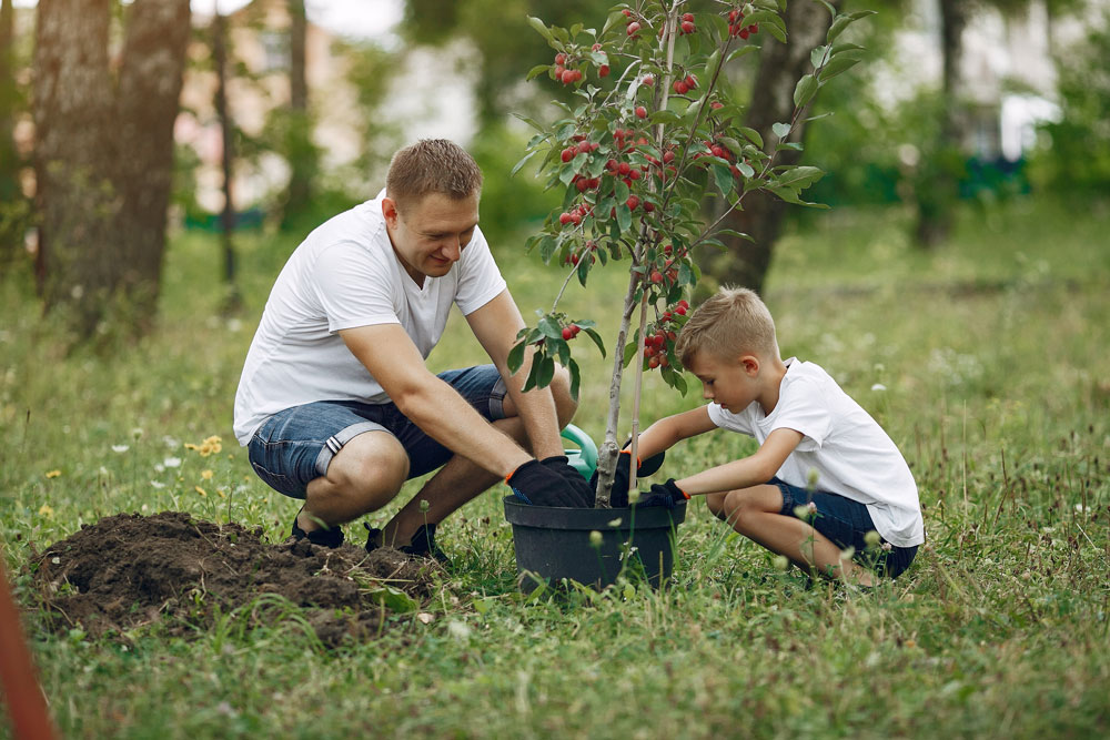 Plant een boom