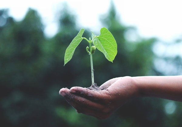 Plant zelf een boompje, het kan!